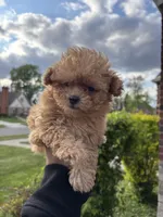 Female Maltipoo , a female Maltipoo for sale in Redford Township, MI – Photo 3 of 6