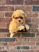 Female Maltipoo , a female Maltipoo for sale in Redford Township, MI – Photo 4 of 6