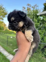 Pinky, a male French Bulldog for sale in Redford Township, MI – 10 of 10