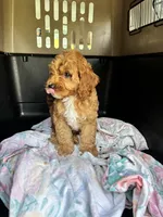 Buddy Love, a male Cockapoo for sale in Redford Township, MI – 7 of 7