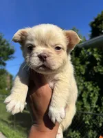 Lilac and tan, a female French Bulldog for sale in Redford Township, MI – 5 of 10