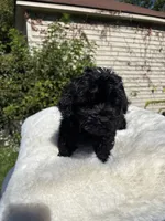 Female Yorkue poo, a female Yorkipoo for sale in Redford Township, MI – 10 of 10