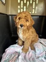 Buddy Love, a male Cockapoo for sale in Redford Township, MI – 3 of 7