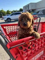 Female Mini Golden Doodle , a female Miniature Goldendoodle for sale in Redford Township, MI – 3 of 6