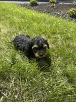 Black and tan, a male Yorkipoo for sale in Redford Township, MI – Photo 4 of 6