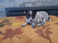 ACD male , a male Australian Cattle Dog for sale in Redford Township, MI – Photo 2 of 3