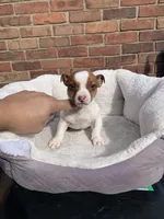 Jack Russell f , a female Jack Russell Terrier for sale in Redford Township, MI – 4 of 4
