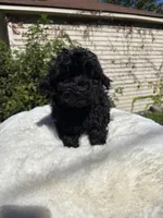 Female Yorkue poo, a female Yorkipoo for sale in Redford Township, MI – 5 of 10