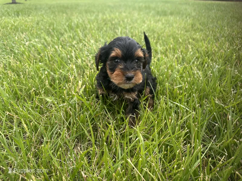 Yorkie poo m – Yorkipoo puppy for sale in Redford Township, MI