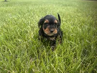 Yorkie poo m, a male Yorkipoo for sale in Redford Township, MI – 1 of 3