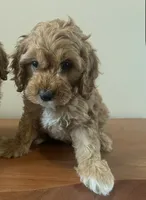Buddy Love, a male Cockapoo for sale in Redford Township, MI – 2 of 2