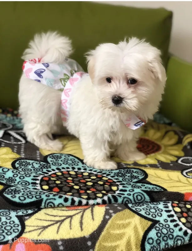 Maltese  – Maltese puppy for sale in Redford Township, MI