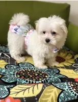 Maltese , a female Maltese for sale in Redford Township, MI – 1 of 3