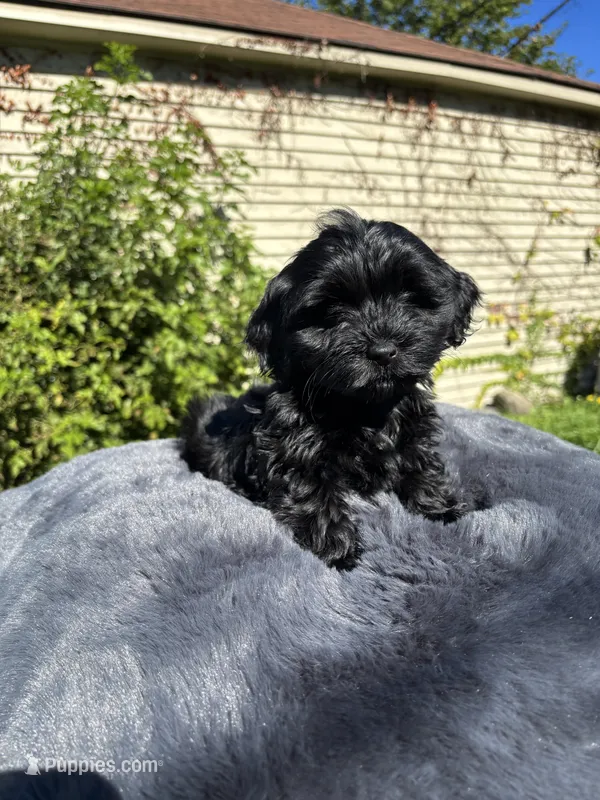 Female Yorkue poo – Yorkipoo puppy for sale in Redford Township, MI