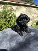 Female Yorkue poo, a female Yorkipoo for sale in Redford Township, MI – 1 of 10