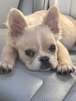 Gelo, a male French Bulldog for sale in Redford Township, MI – 5 of 9