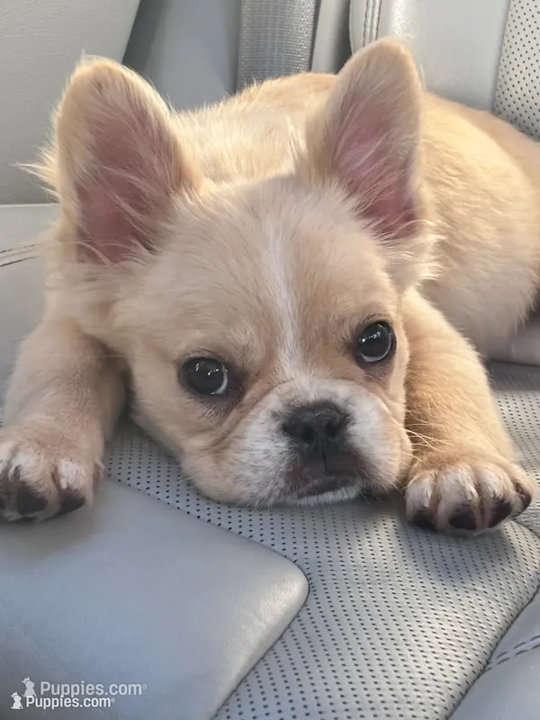 Gelo – French Bulldog puppy for sale in Redford Township, MI