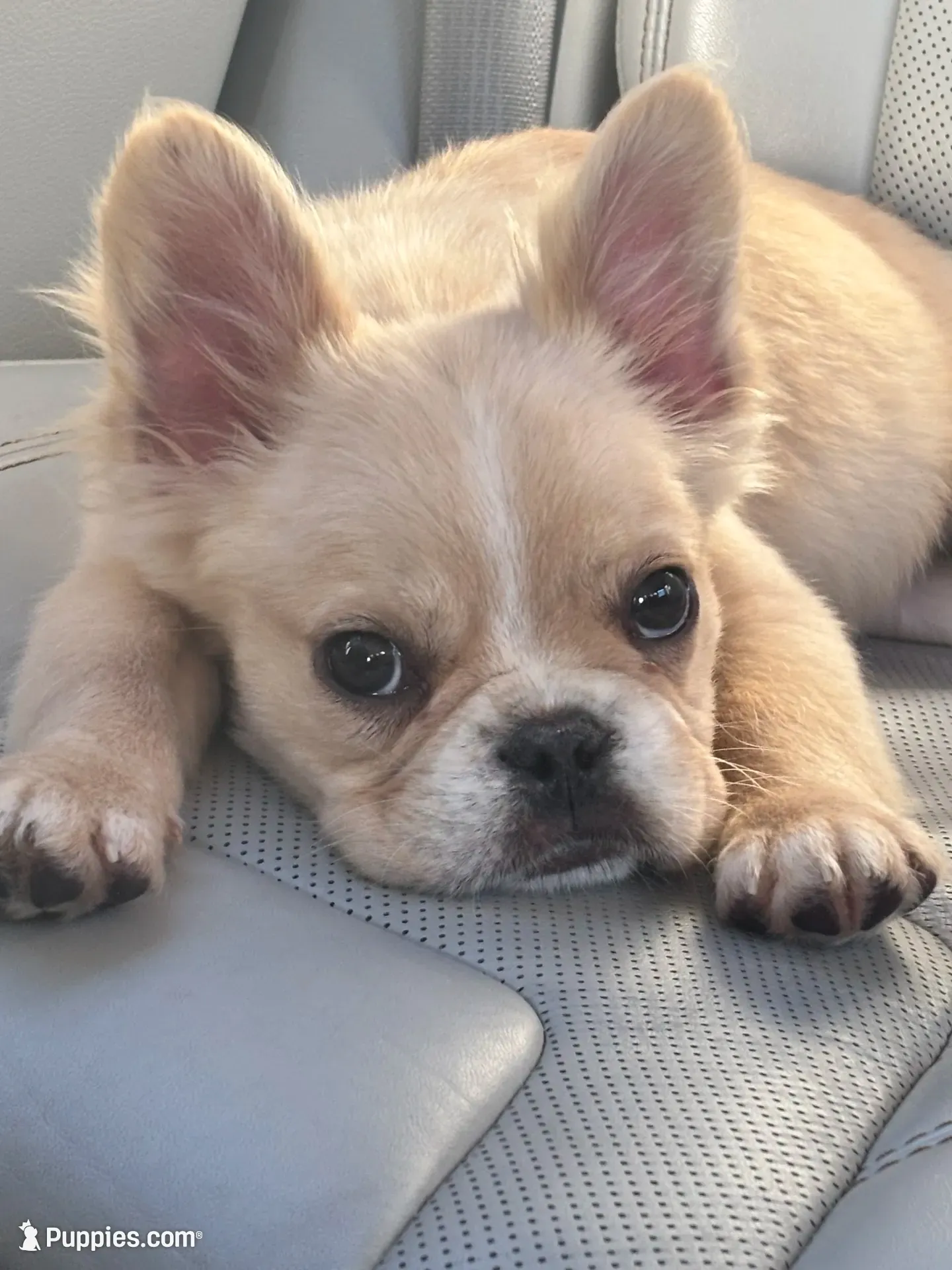 Gelo, a male French Bulldog for sale in Redford Township, MI – 1 of 9