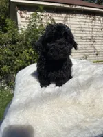 Female Yorkue poo, a female Yorkipoo for sale in Redford Township, MI – 4 of 10