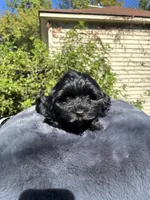 Female Yorkue poo, a female Yorkipoo for sale in Redford Township, MI – 9 of 10