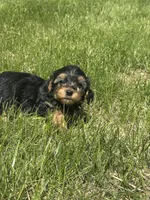 Boy , a male Yorkipoo for sale in Redford Township, MI – Photo 3 of 6