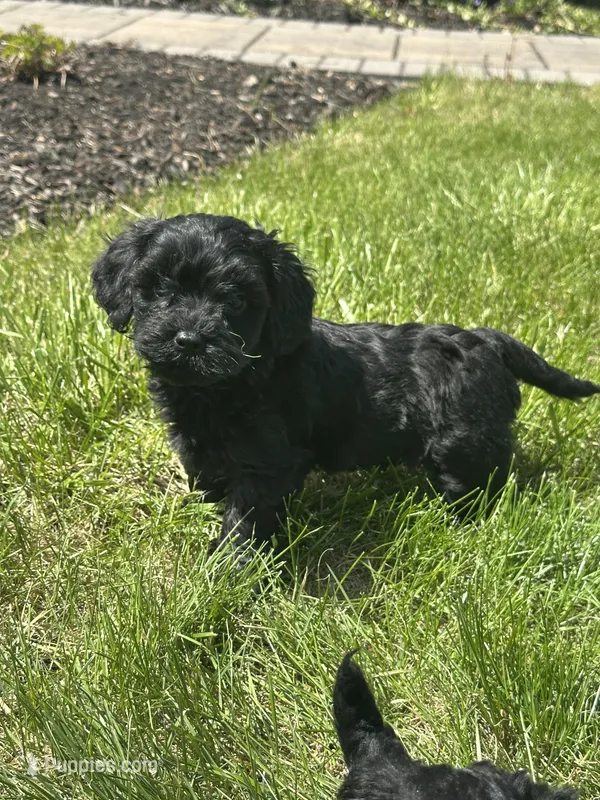 Boy  – Yorkipoo puppy for sale in Redford Township, MI