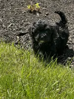 Boy , a male Yorkipoo for sale in Redford Township, MI – Photo 6 of 6