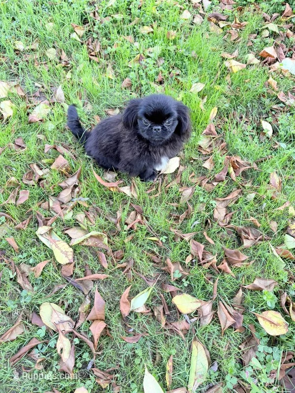GIZMO – Pekingese puppy for sale in Mc Graws, WV