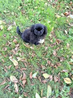 GIZMO, a male Pekingese for sale in Mc Graws, WV – 1 of 2