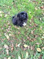 GIZMO, a male Pekingese for sale in Mc Graws, WV – 2 of 2