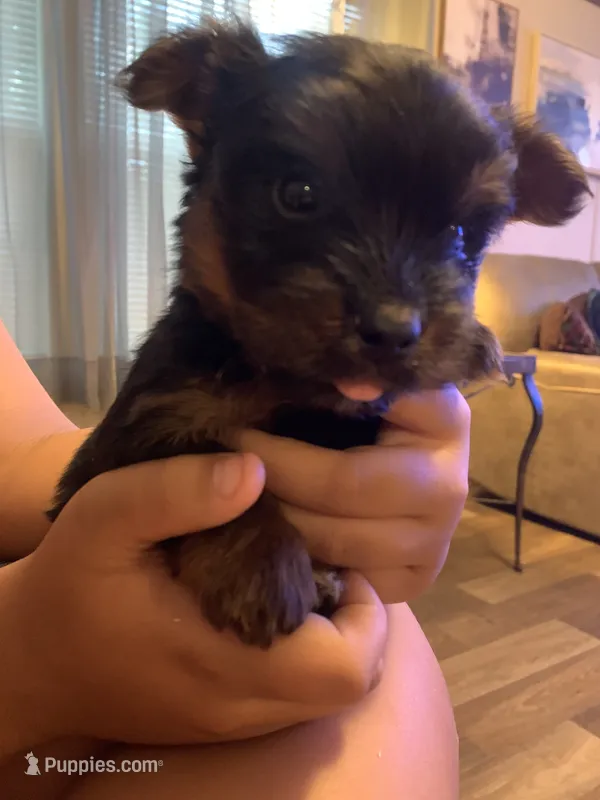 Tino – Yorkshire Terrier puppy for sale in Gordonsville, TN