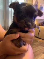 Tino, a male Yorkshire Terrier for sale in Gordonsville, TN – 1 of 2