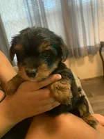 Teddy , a male Yorkshire Terrier for sale in Gordonsville, TN – 4 of 4