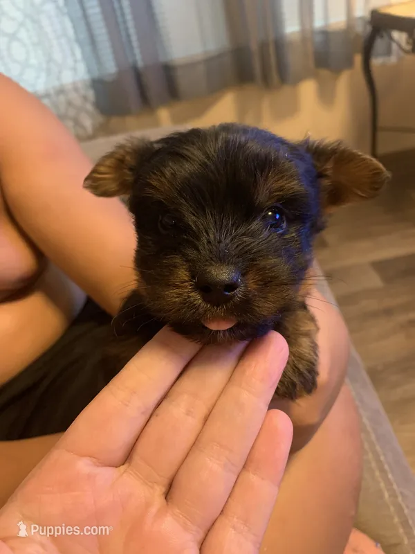 Finn  – Yorkshire Terrier puppy for sale in Gordonsville, TN