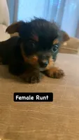 Bella , a female Yorkshire Terrier for sale in Gordonsville, TN – 1 of 1