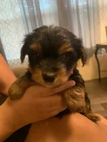 Teddy , a male Yorkshire Terrier for sale in Gordonsville, TN – 2 of 4