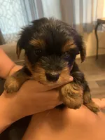 Teddy , a male Yorkshire Terrier for sale in Gordonsville, TN – 3 of 4