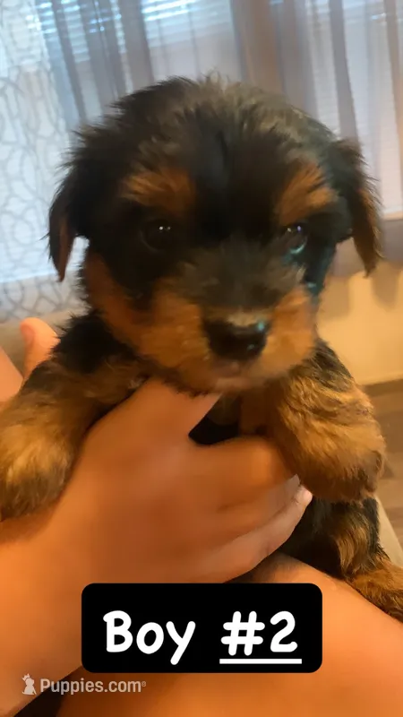 Teddy  – Yorkshire Terrier puppy for sale in Gordonsville, TN