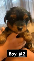 Teddy , a male Yorkshire Terrier for sale in Gordonsville, TN – 1 of 4
