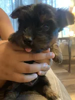 Tino, a male Yorkshire Terrier for sale in Gordonsville, TN – 2 of 2