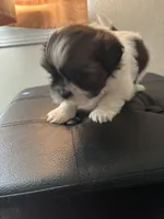 Sparkle, a female Shih Tzu for sale in Chester, VA – 9 of 10