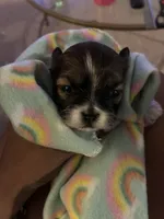 Sweet pea, a female Shih Tzu for sale in Chester, VA – 3 of 10