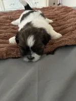 Sparkle, a female Shih Tzu for sale in Chester, VA – 3 of 10