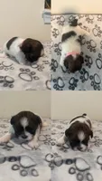 Sparkle, a female Shih Tzu for sale in Chester, VA – 2 of 10