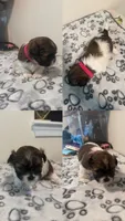 Sweet pea, a female Shih Tzu for sale in Chester, VA – 9 of 10