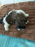 Sweet pea, a female Shih Tzu for sale in Chester, VA – 8 of 10