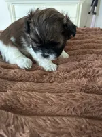 Sweet pea, a female Shih Tzu for sale in Chester, VA – 6 of 10