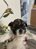 Sweet pea, a female Shih Tzu for sale in Chester, VA – 2 of 10