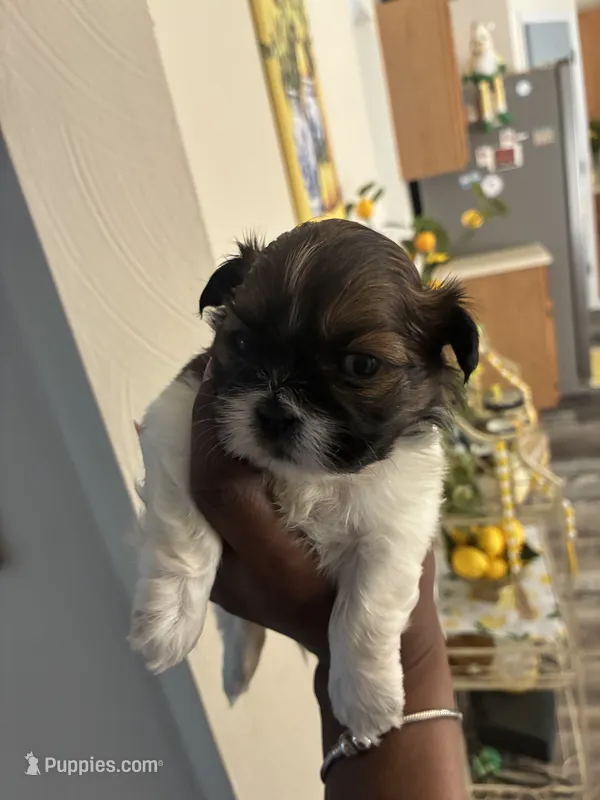 Sweet pea – Shih Tzu puppy for sale in Chester, VA