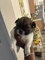 Sweet pea, a female Shih Tzu for sale in Chester, VA – 1 of 10